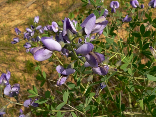 {Baptisia australis var. aberrans}